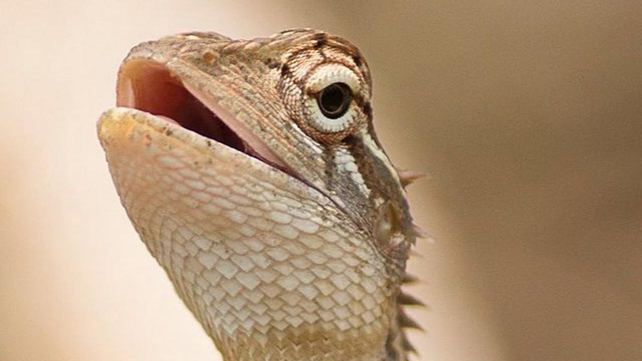 Kadal Berkembang Biak dengan Cara yang Unik: Penjelasan Lengkap
