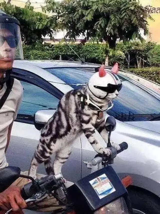 7 Potret Nyeleneh Orang Jalan-Jalan Bareng Kucing Ini Kocak Banget