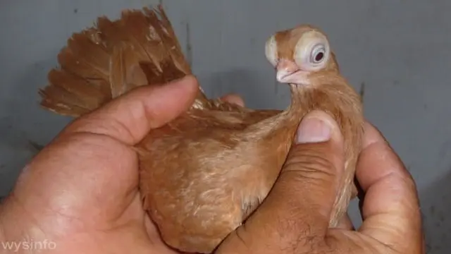 Merpati Bermata Melotot