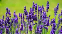 Banyak yang berpikir bunga lavender sulit ditanam, padahal hanya butuh sedikit perawatan.