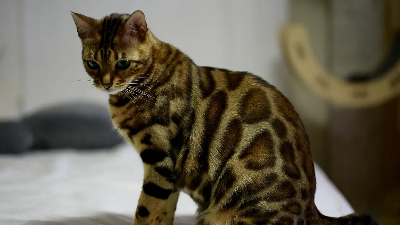14 Jenis Kucing Peliharaan dan Harganya, Ada yang Sampai Ratusan Juta ...