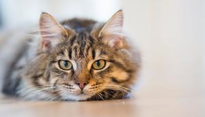 Ilustrasi Kucing (Foto: Pexels/Inge Wallumrød)