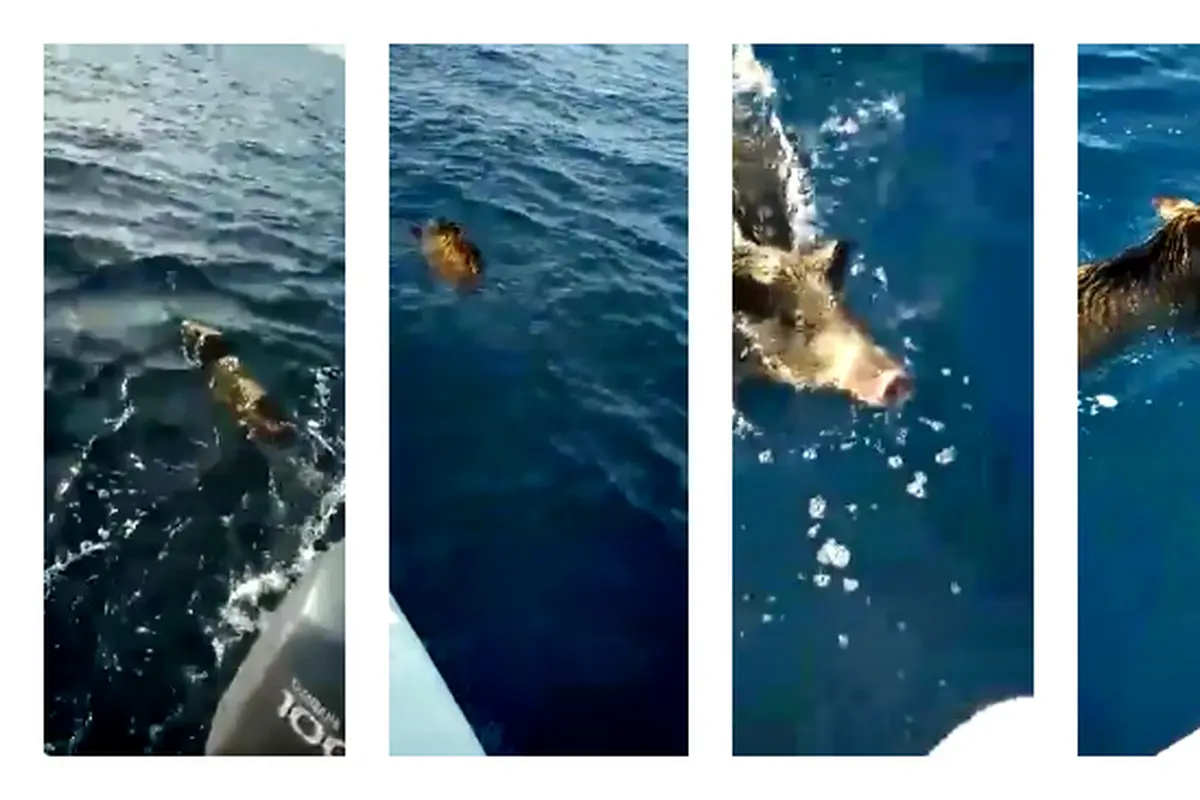 Kejutan Bagi Nelayan, Ada Babi Hutan di Tengah Laut