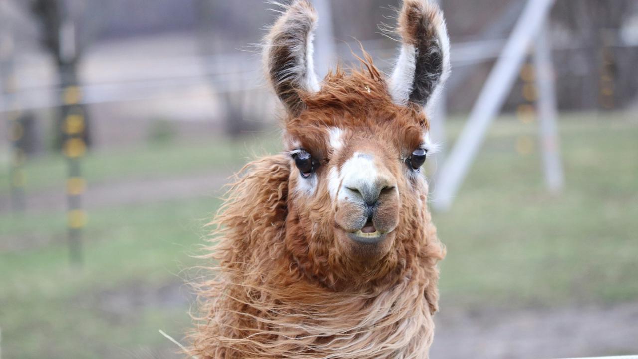 Llama