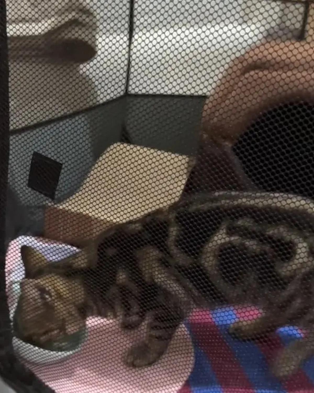 Cerita Sherina Munaf Rescue Kucing Uya Kuya Pasca Penjarahan, Kondisinya Malnutrisi