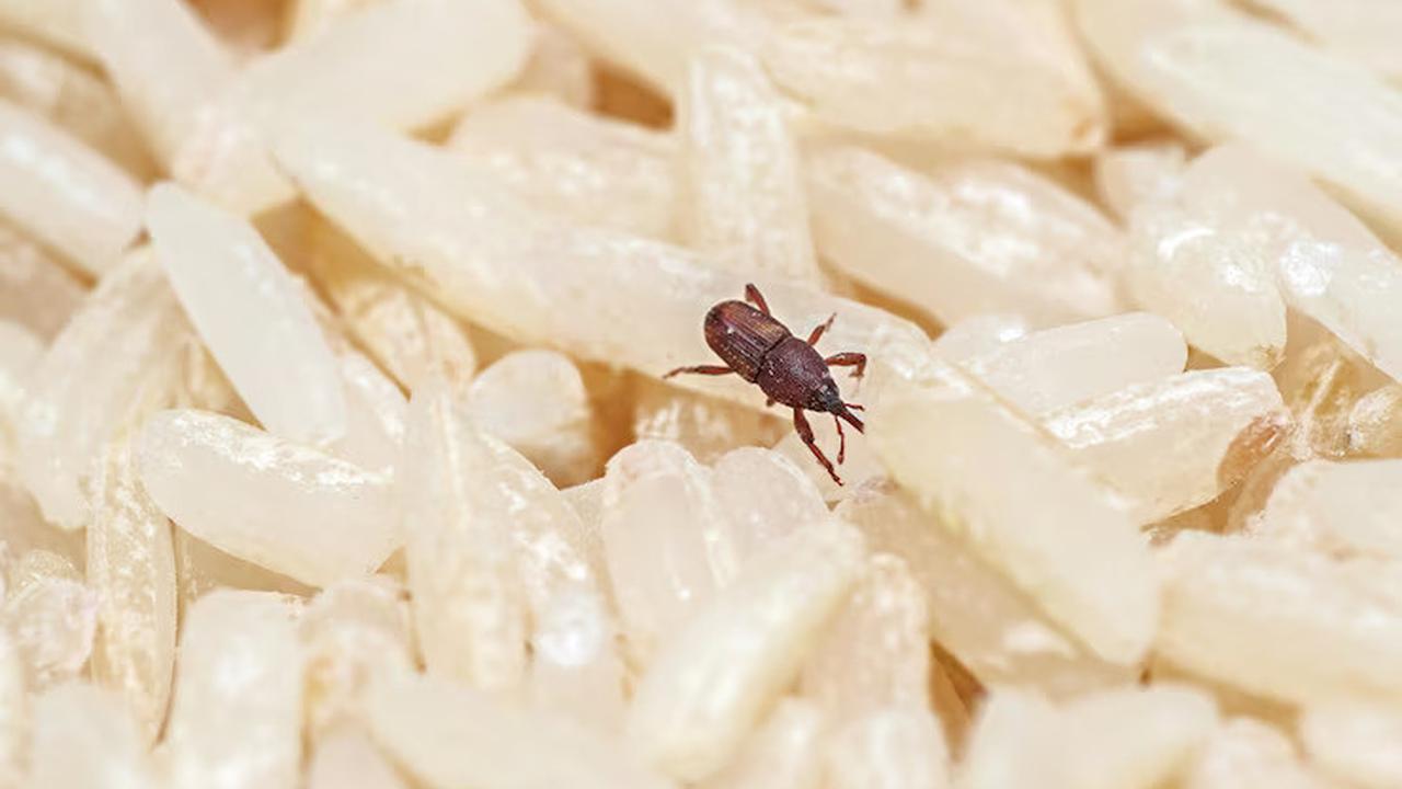 6 Cara Menyimpan Beras agar Bebas Kutu Meski Disimpan Berbulan-bulan