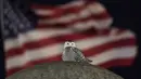 Bendera Amerika saat burung hantu salju yang langka bertengger di atas Christopher Columbus Memorial Fountain di pintu masuk Union Station, Washington, pada 7 Januari 2022. Seekor burung hantu langka terlihat mengunjungi monumen ikonik di Washington, D.C. seminggu terakhir. (AP Photo/Carolyn Kaster)