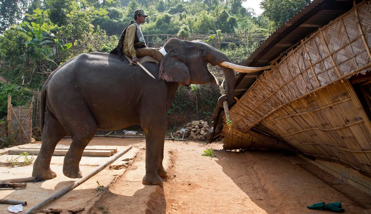 Petugas menunggang gajah untuk merobohkan rumah warga saat penggusuran di Suaka Margasatwa Amchang, Assam, India (27/11). Pasukan keamanan India mengerahkan gajah untuk menggusur sejumlah rumah ilegal di kawasan tersebut. (AP Photo/Anupam Nath)