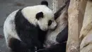Yuan Meng merupakan anak panda pertama yang lahir di Prancis pada 2017 lalu. (GUILLAUME SOUVANT / AFP)