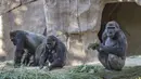 Aktivitas gorila di Taman Safari Kebun Binatang San Diego, California, Amerika Serikat (10/1/2021). Dua ekor gorila yang dilaporkan positif terinfeksi Covid-19 diyakini sebagai kasus pertama penularan virus terhadap kera yang diketahui. (Ken Bohn/San Diego Zoo Safari Park via AP)