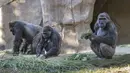 Aktivitas gorila di Taman Safari Kebun Binatang San Diego, California, Amerika Serikat (10/1/2021). Dua ekor gorila yang dilaporkan positif terinfeksi Covid-19 diyakini sebagai kasus pertama penularan virus terhadap kera yang diketahui. (Ken Bohn/San Diego Zoo Safari Park via AP)