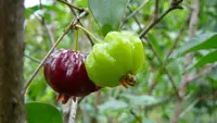 Ilustrasi buah dewandaru. (Gambar oleh istvan dari Pixabay)