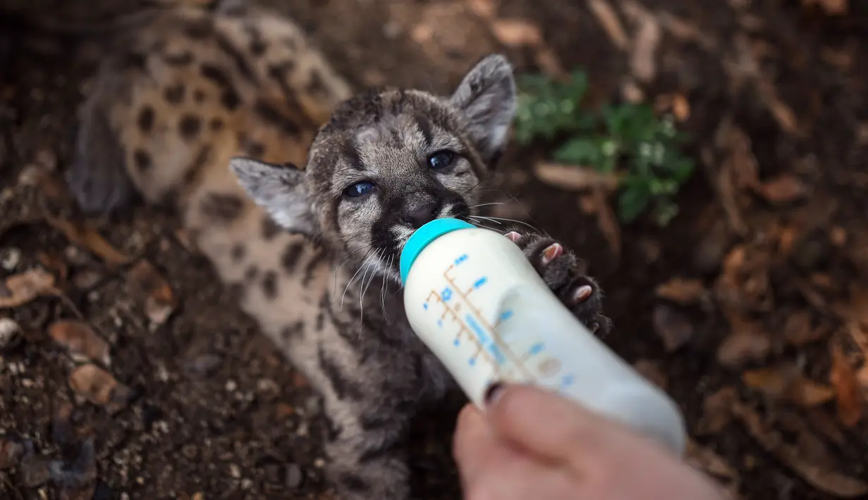 Salah satu dari dua anak puma Amerika (juga dikenal singa gunung atau cougar) yang dilahirkan selama pandemi covid-19 diberi makan di pusat penyelamatan dan rehabilitasi "Africa Bio-Zoo" di Cordoba, Meksiko pada 23 Mei 2020. Anak-anak puma tersebut lahir pada 20 Maret 2020 lalu. (Victoria RAZO/AFP)