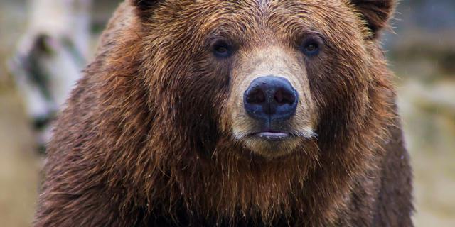 Kasus Penyerangan Beruang ke Manusia di Jepang Terjadi Lagi, Kali Ini Korban Lansia 79 Tahun