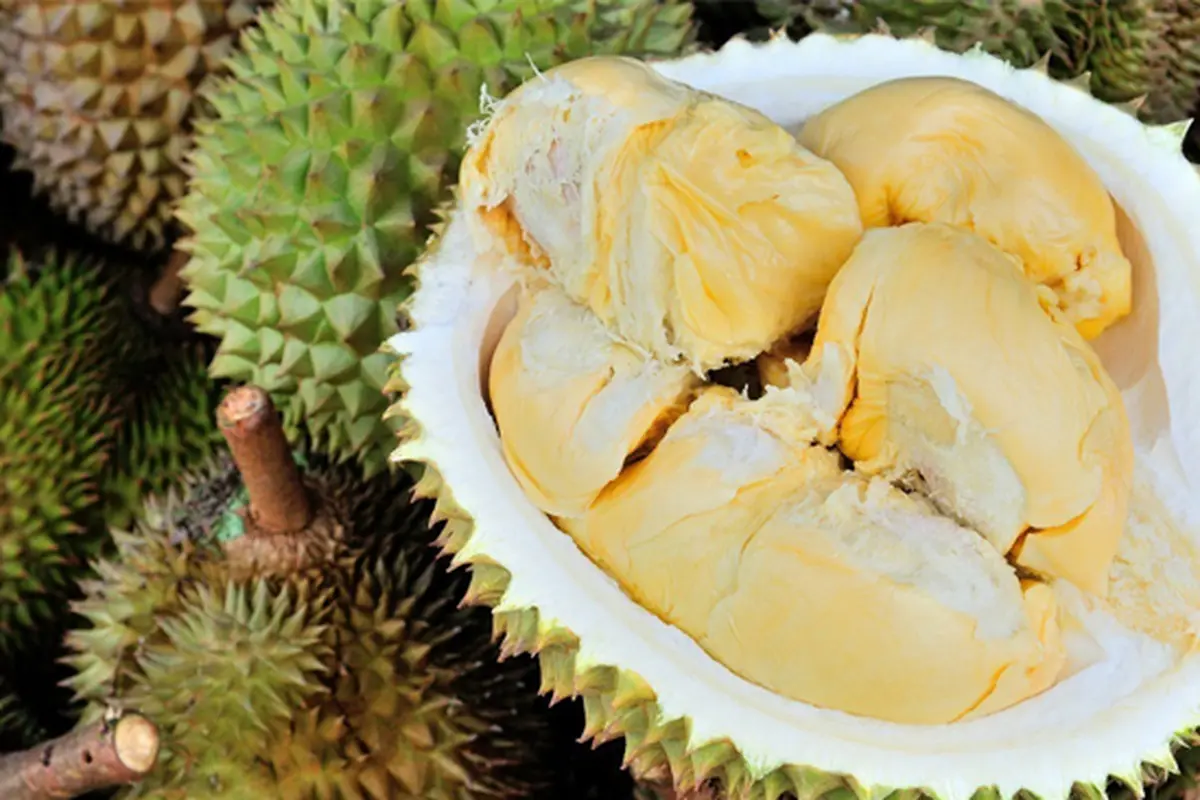 Singapura Nyatakan Buah Durian Haram, Setuju?