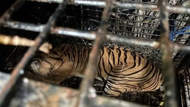 Harimau Sumatera Ditangkap di Lampung Barat