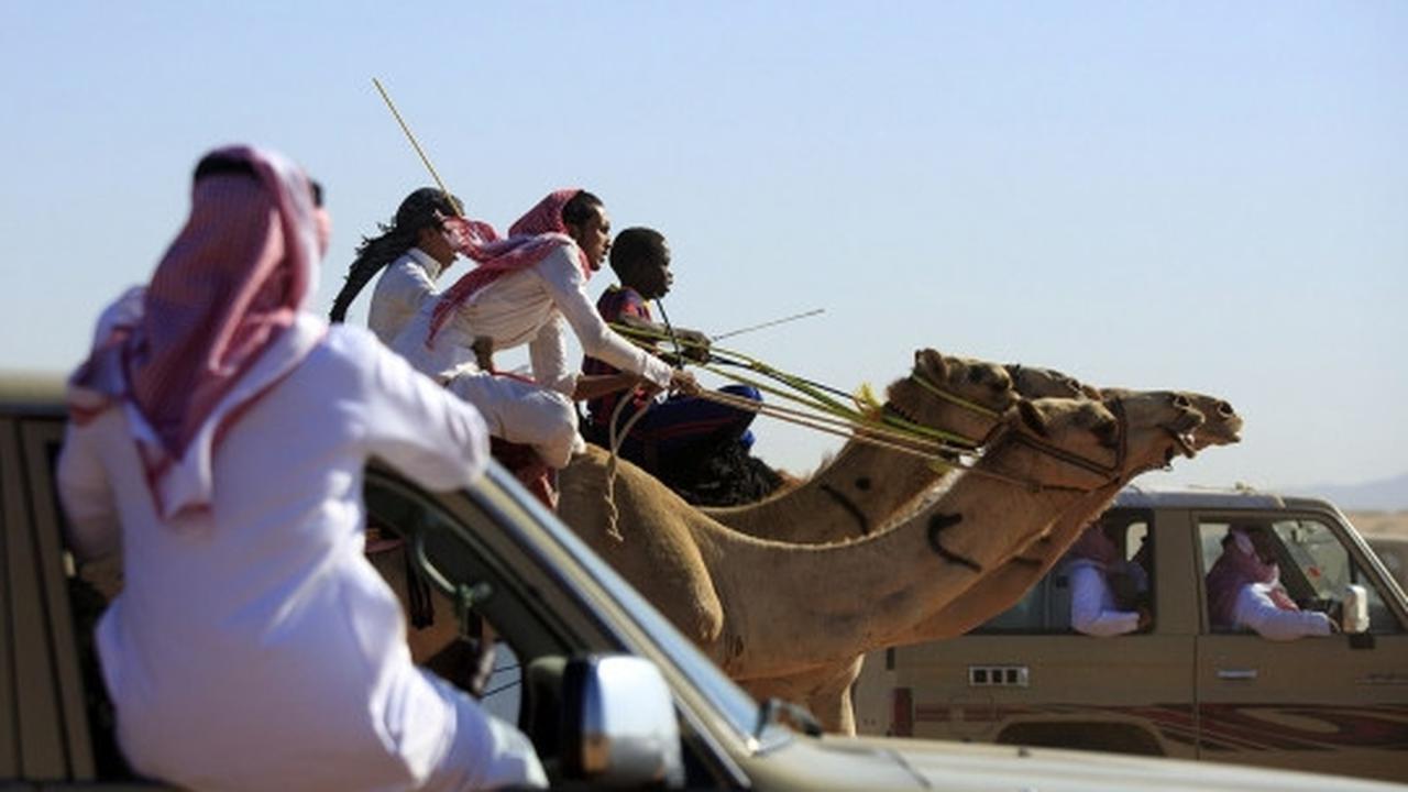 Tradisi balap unta meriahkan Idul Fitri di Arab Saudi