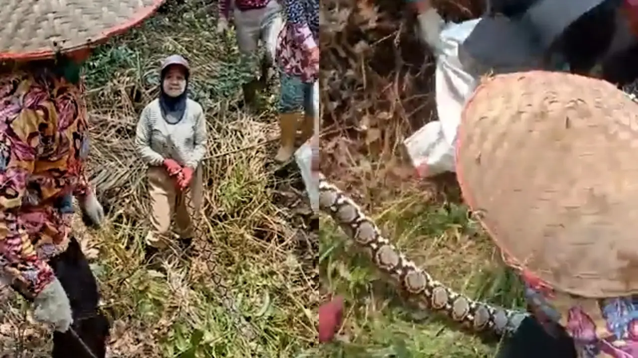 Emak-Emak Tangkap Ular Piton
