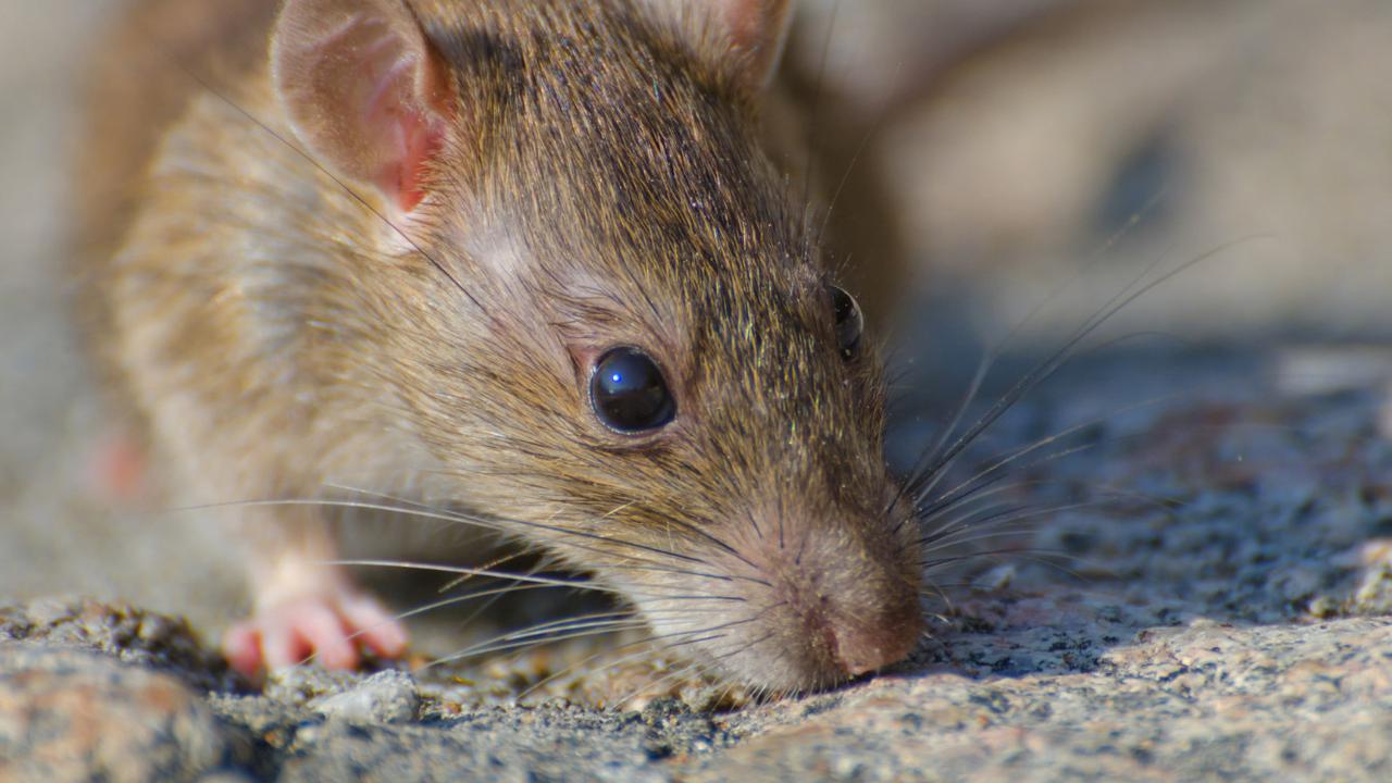 Tikus di Dapur? Ini Risiko Kontaminasi Makanan yang Mengintai
