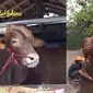 Momen sapi kurban jumbo Irfan Hakim (Wariso) dan ibunya (Golden) bertemu. (YouTube deHakims channel)