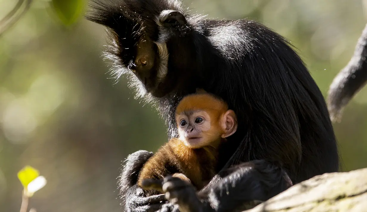 Gambar yang dirilis pada 4 Oktober 2019 memperlihatkan bayi monyet paling langka di dunia jenis Francois Langur berada di dekat induknya di Kebun Binatang Taronga, Sydney. Kebun binatang memperkirakan spesies ini hanya ada sekitar 3.000 yang tersisa di alam liar. (Rick Stevens/TARONGA ZOO/AFP)
