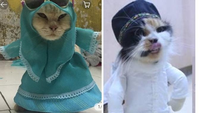 Kelakuan 8 Kucing Pakai Baju Koko Ini Lucunya Kebangetan Hot Liputan6 Com