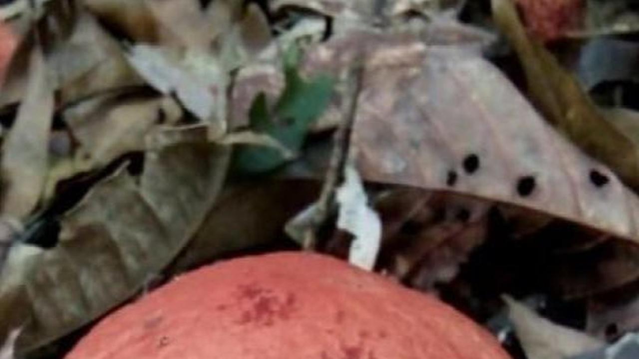 Indonesia Punya Jamur “Berlian” asal Bangka yang Harganya Jutaan Rupiah, Perlu Sambaran Petir agar Tumbuh