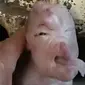Anak babi aneh terlahir di China (mirror.co.uk/newsflare)