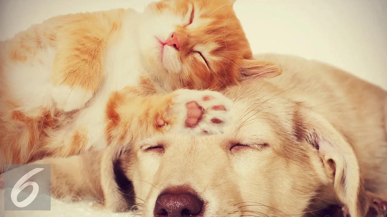 20160330-Ilustrasi-Kucing-iStockphoto