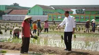 Presiden Jokowi Meninjau Lahan Percepatan Tanam Padi di Pekalongan Rabu (13/12)/Istimewa.