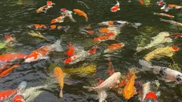 Irish Bella menunjukkan kolam ikan koi yang dipenuhi dengan berbagai warna cerah, seperti merah, oranye, dan putih. Kolam tersebut dikelilingi oleh pepohonan rindang, memberikan suasana yang tenang dan alami. Pemandangan ini menggambarkan momen relaksasi yang menjadi bagian dari liburan Irish Bella dan Haldy Sabri. (Liputan6.com/IG/@_irishbella_)