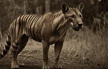 Ilmuwan Makin Penasaran Ingin Hidupkan Lagi Harimau yang Punah
