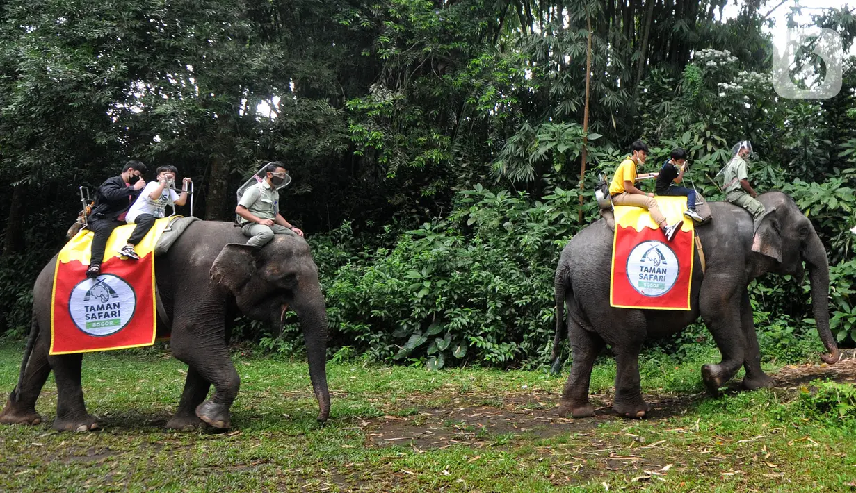 Pengunjung berkeliling dengan gajah di Taman Safari Indonesia (TSI) di Cisarua, Bogor, Kamis (20/5/2021). Walaupun libur lebaran sudah berakhir wiasatawan masih memadati kawasan TSI Bogor dengan menerapkan protokol kesehatan dan membatasi pengunjung hingga 50 persen.
(merdeka.com/ Arie Basuki)