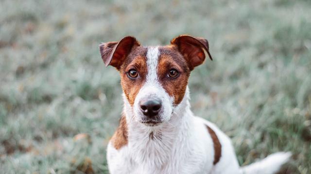 Jack Russel Terrier