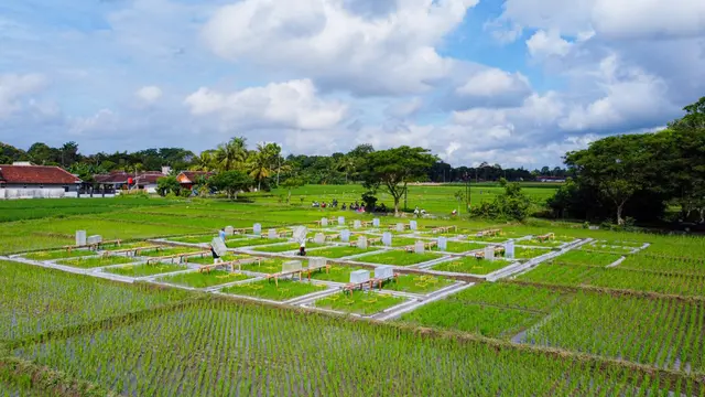 Proses pengembangan  Teknologi Ramah Lingkungan Beras Bernutrisi di Bnayuwangi (Istimewa)