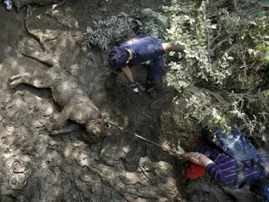 Petugas mengevakuasi harimau mati yang hanyut diterjang banjir di kebun binatang Tbilisi, Georgia, Amerika Serikat (AS), Senin (15/6/2015). (REUTERS/David Mdzinarishvili)