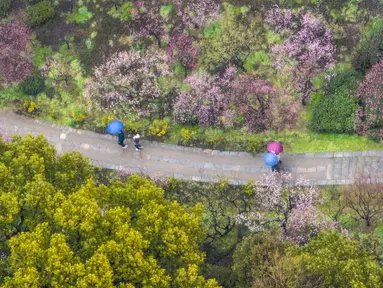 Foto udara yang diambil pada 13 Februari 2023 ini memperlihatkan orang-orang sedang mengamati bunga plum di Nanjing, di provinsi Jiangsu timur China. Menjadi penanda datangnya musim semi, mekar pohon plum ditandai dengan aroma harum di sekitar pepohonannya. (Photo by AFP)