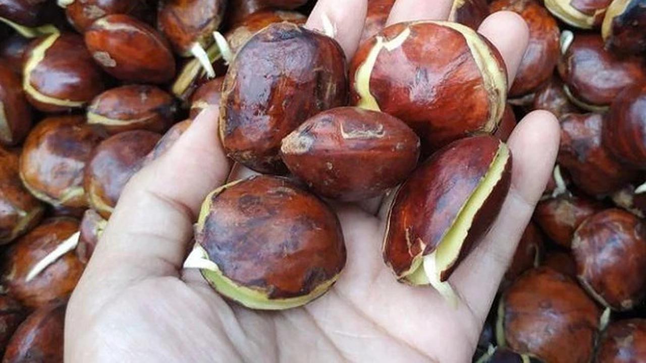 Cara Rebus Jengkol agar Bau Hilang, Pakai 3 Bahan Dapur Ini