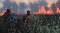 Karhutla Hanguskan 107 Ribu Hektare Hutan dan Lahan di Indonesia