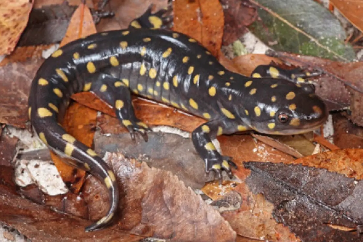 Ilustrasi salamander (iStock)