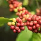 Ratusan hektare tanaman kopi robusta di lereng Gunung Semeru atau kolesem memasuki panen raya. (Liputan6.com/Dian Kurniawan)