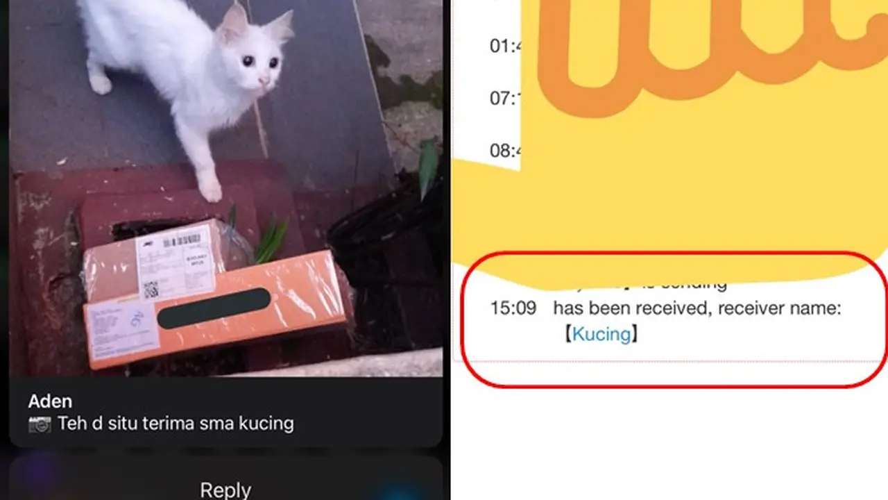 6 Potret Paket Diterima Kucing Ini Bikin Geleng Kepala