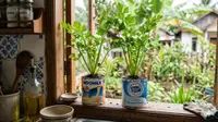 Cara Menanam Seledri di Kaleng Susu Bekas untuk Dapur Rumah, 6 Langkah Praktisnya