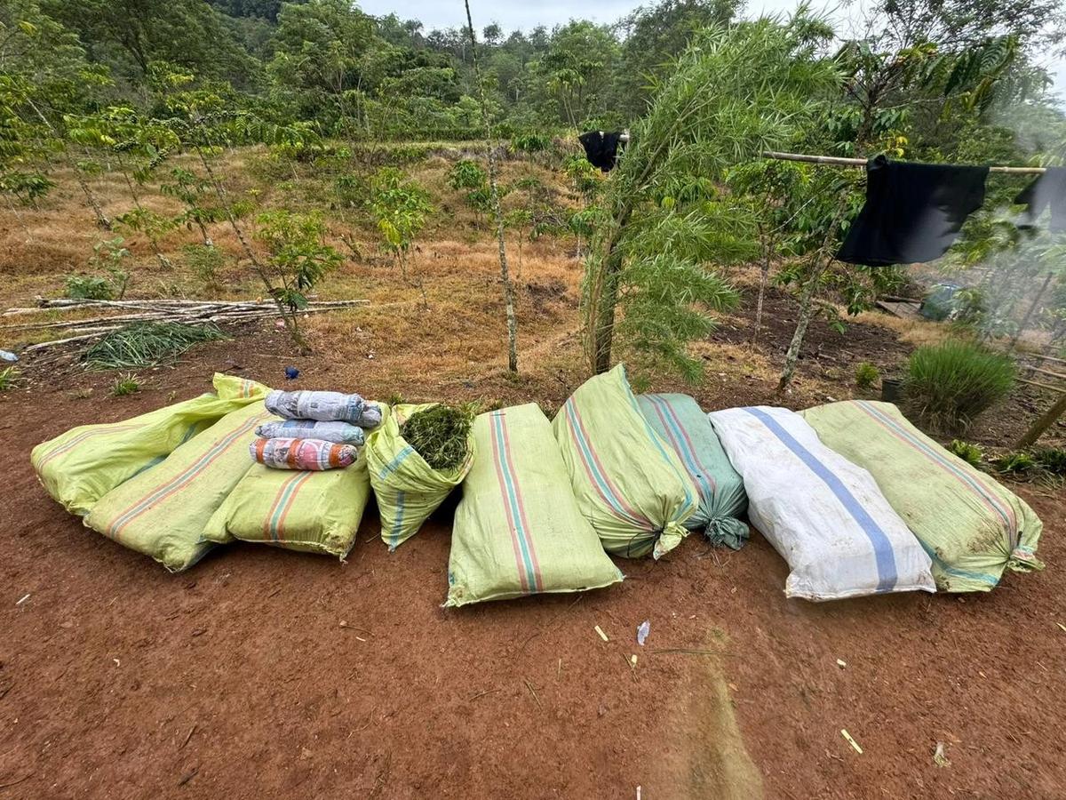 FOTO: Polda Sumsel Bongkar Ladang Ganja 20 Hektar di Empat Lawang
