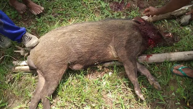 Celeng yang menyerang petani Kebumen berhasil dibunuh. (Liputan6.com/Cok. Pusdalops Kebumen/Muhamad Ridlo)