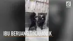 Hal mengejutkan terjadi saat ibu beruang madu diketahui ingin melahirkan. Secara tiba-tiba ia meninju anaknya.