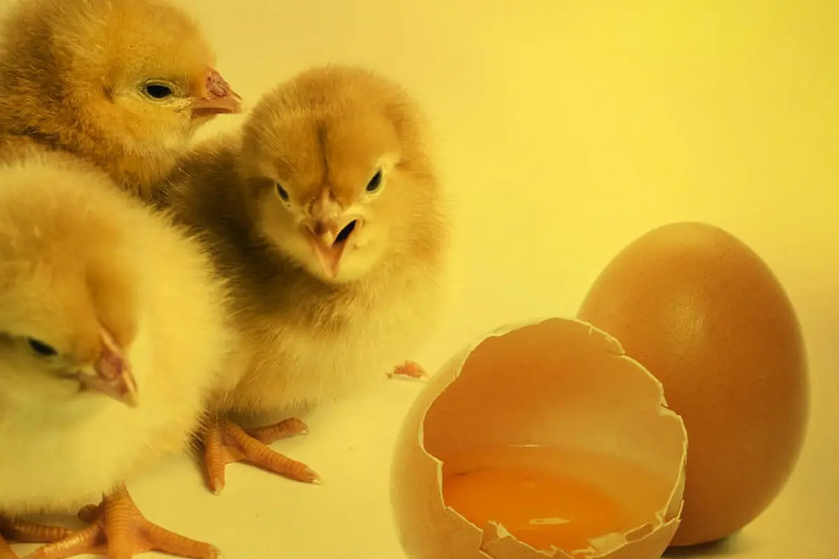 anak ayam