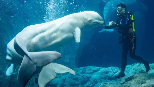 Chimelong Ocean Kingdom