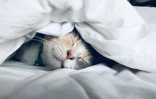 Viral Bangkai Kucing Dipakukan ke Pohon di Malang, Warga Merasa Diteror