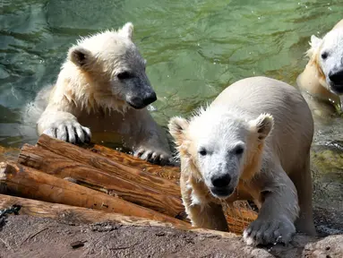 Bayi beruang kutub kembar tiga yang lahir pada Desember tahun lalu terlihat di taman hiburan Marineland di Kota Antibes, Prancis, Kamis (14/5/2020). (Xinhua/Serge Haouzi)